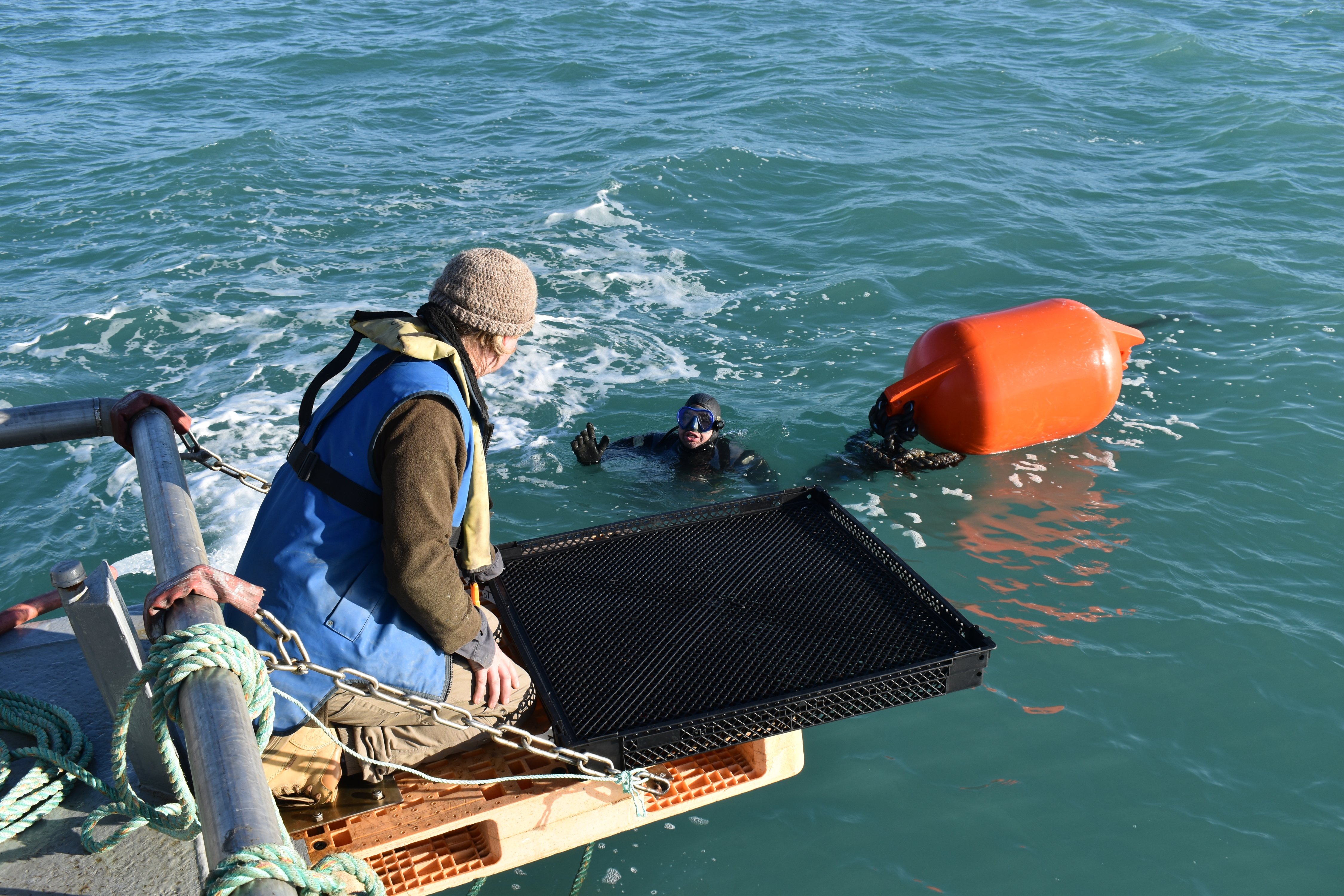 Cawthron Blue Technology operation coordinator Nick Scott passes scallop cages to a diver for open ocean aquaculture trials