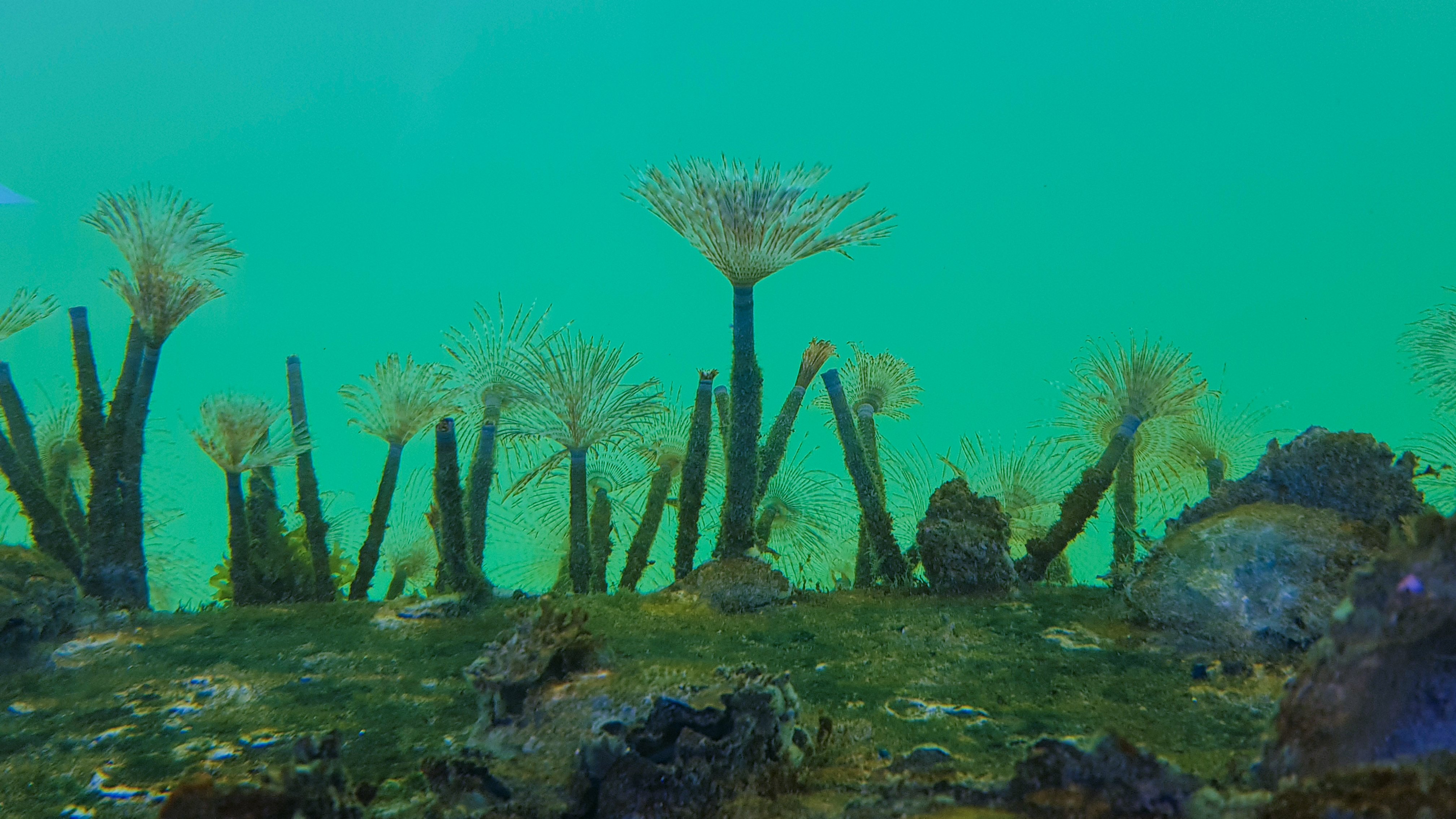 Close-up of a fanworm, an invasive marine pest species found in New Zealand waters