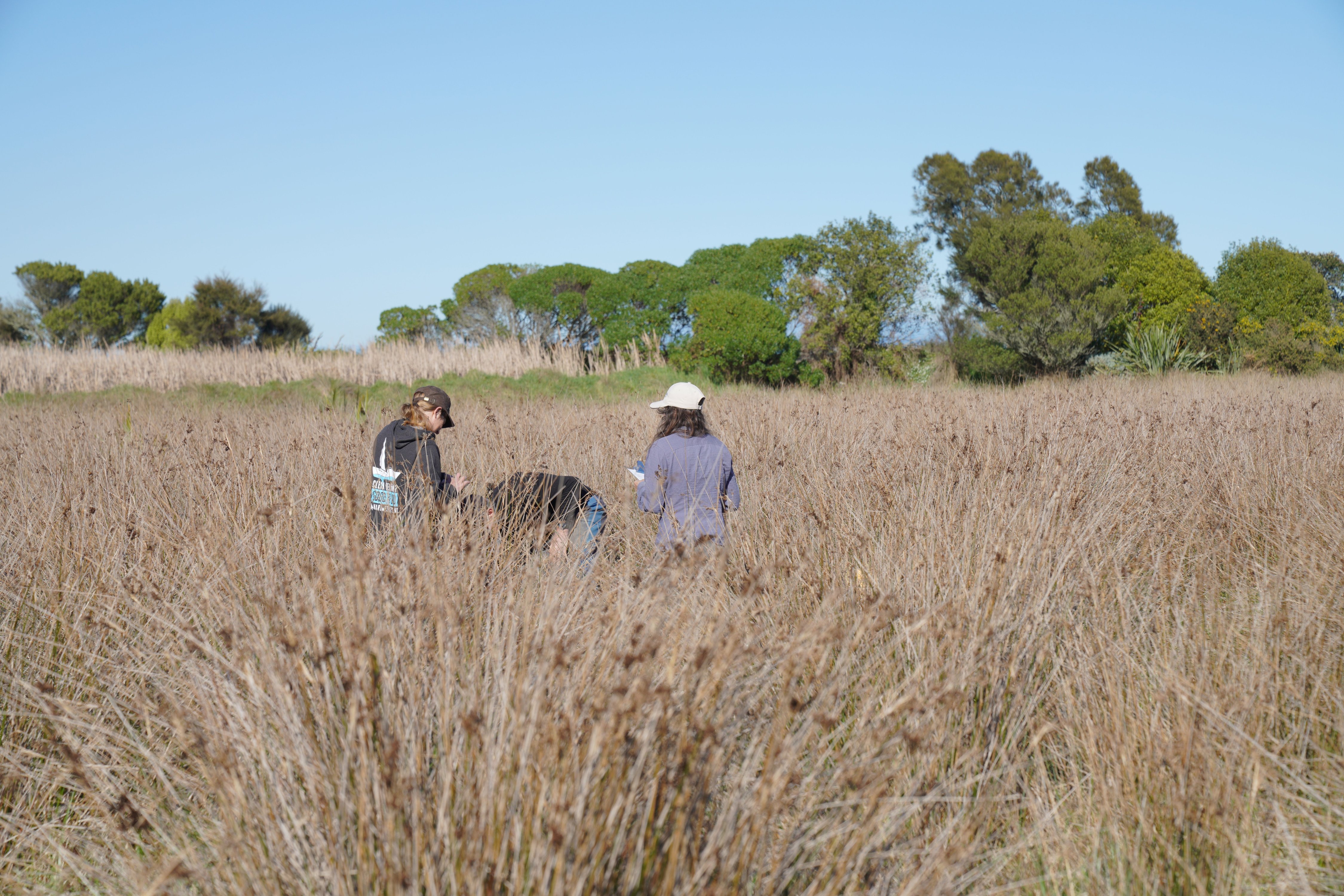 Researcher taking a blue carbon core sample from a coastal wetland in Aotearoa New Zealand