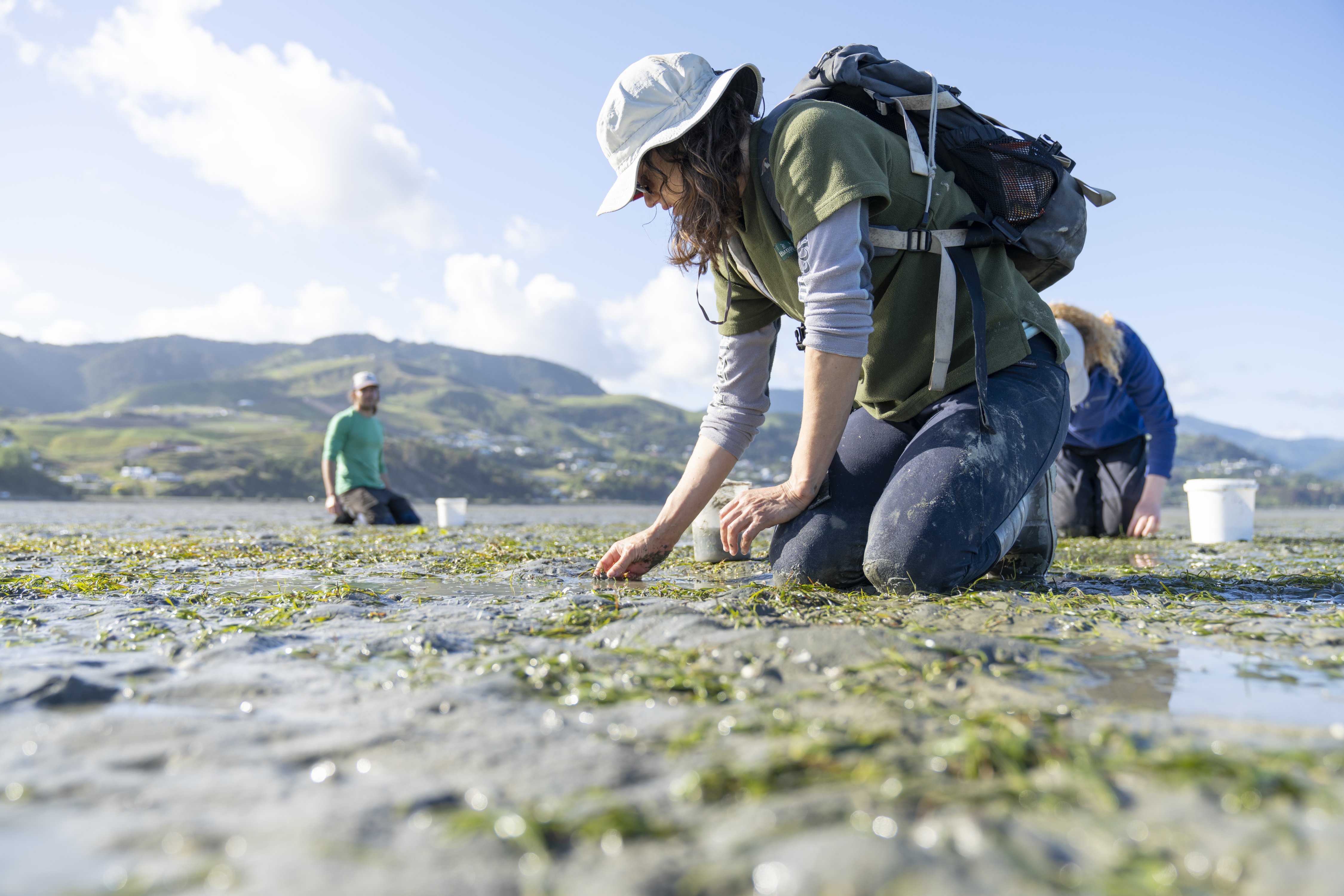 Cawthron researcher Anna Berthelsen collecting seagrass flowers for restoration research, 2023