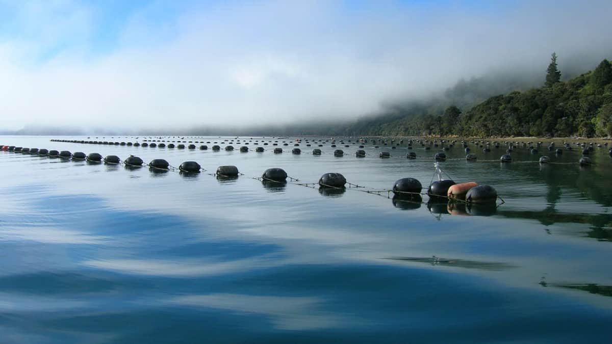 Mussel farm floats in the Queen Charlotte Sounds, Marlborough, New Zealand