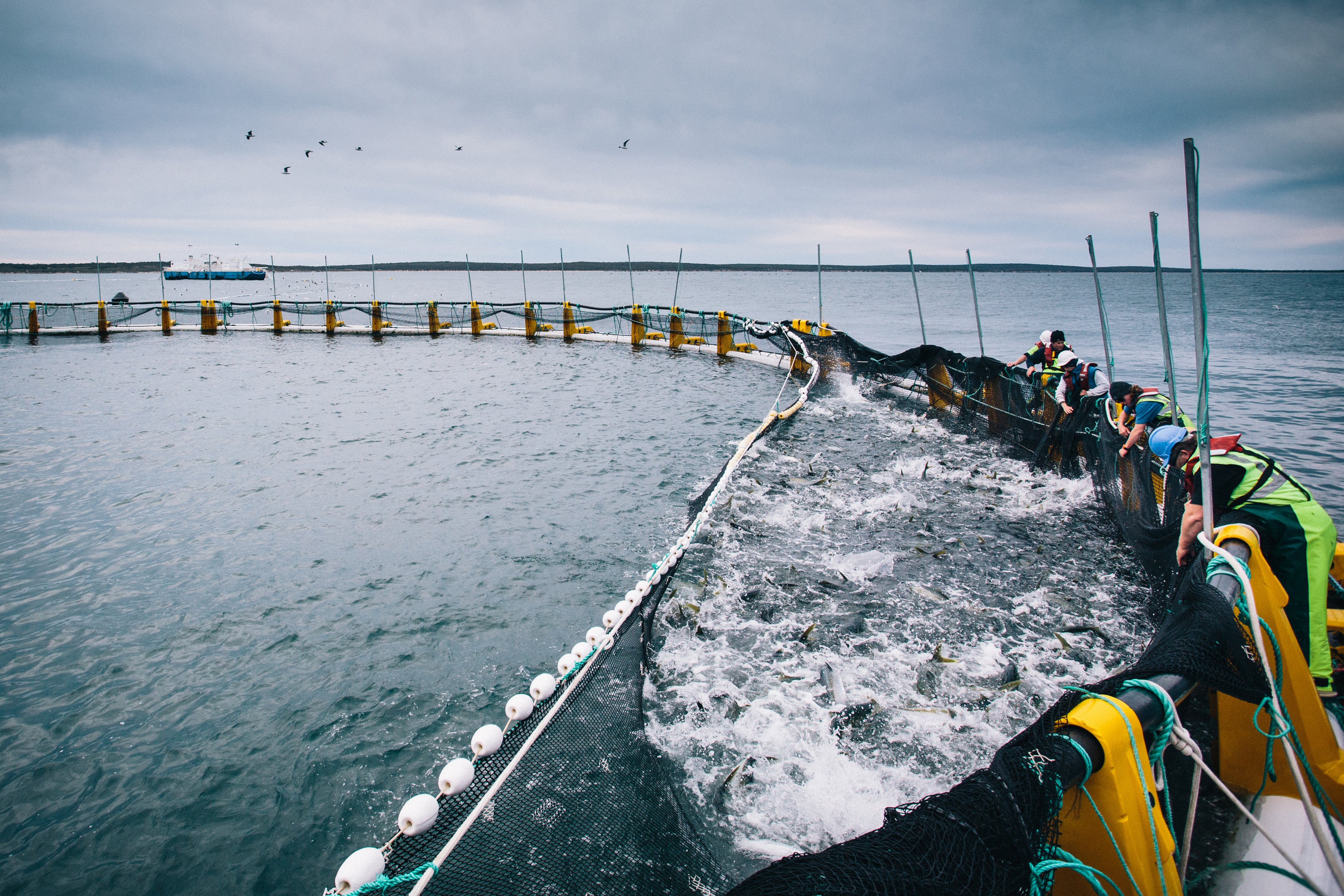 Salmon farm pens on open water, representing New Zealand finfish aquaculture