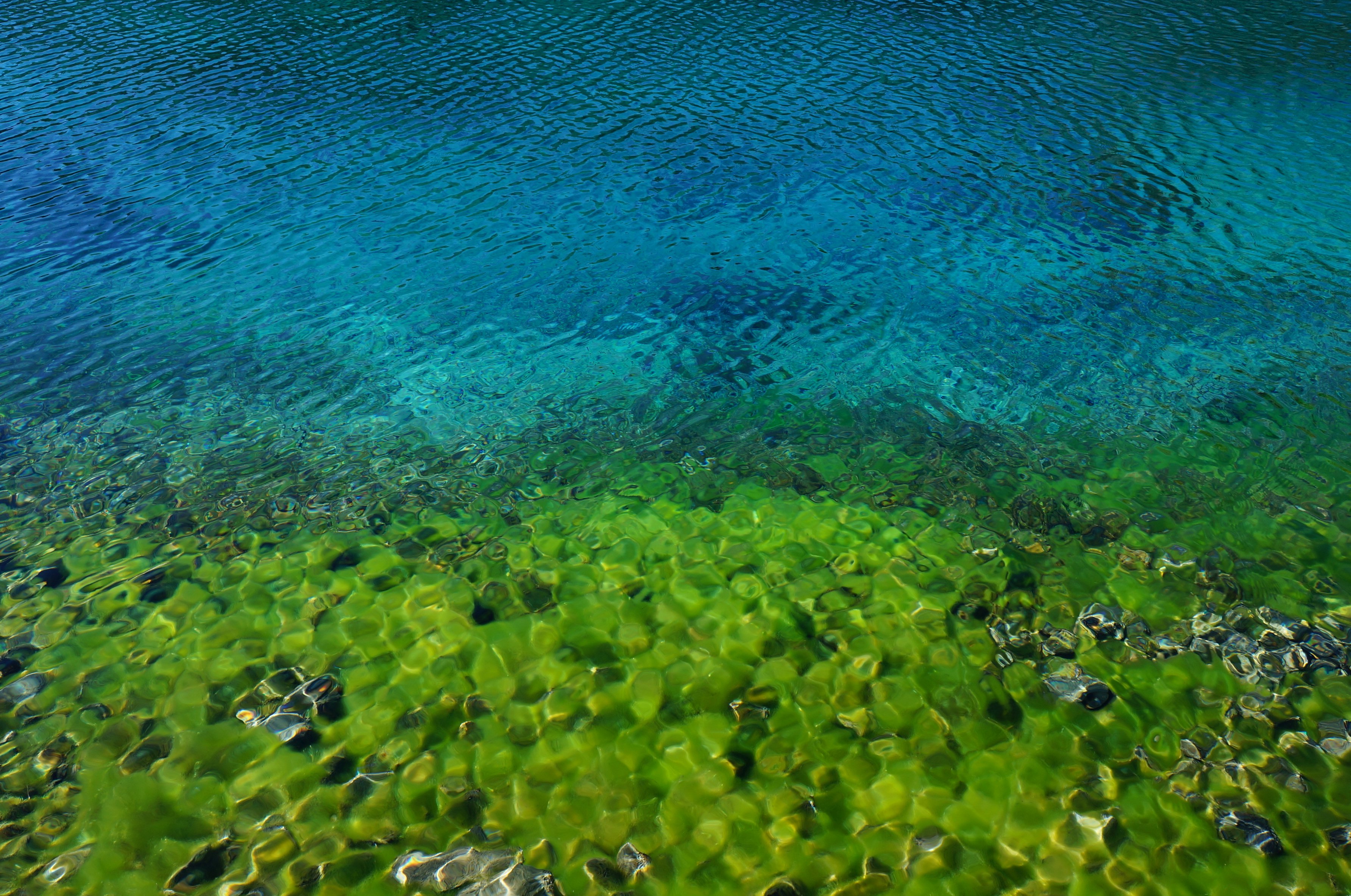 Microscopic view of aquatic pathogens representing emerging disease threats to NZ fisheries and aquaculture